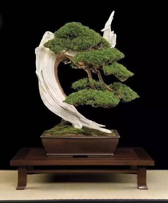 文人盆景,妙不可言