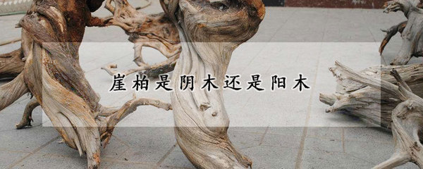 崖柏的陰陽屬性解析 是陰木還是陽木？